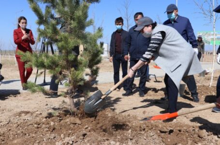 CULTURAL WORKERS WITH THE PARTICIPATION OF THE MINISTER PLANTED 300 SAPLINGS OF TREES